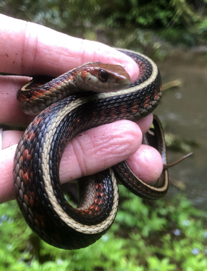 California Red-sided Garter Snake